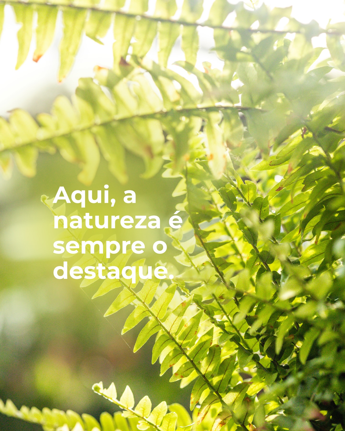Aqui, a natureza é sempre o destaque 🌿✨