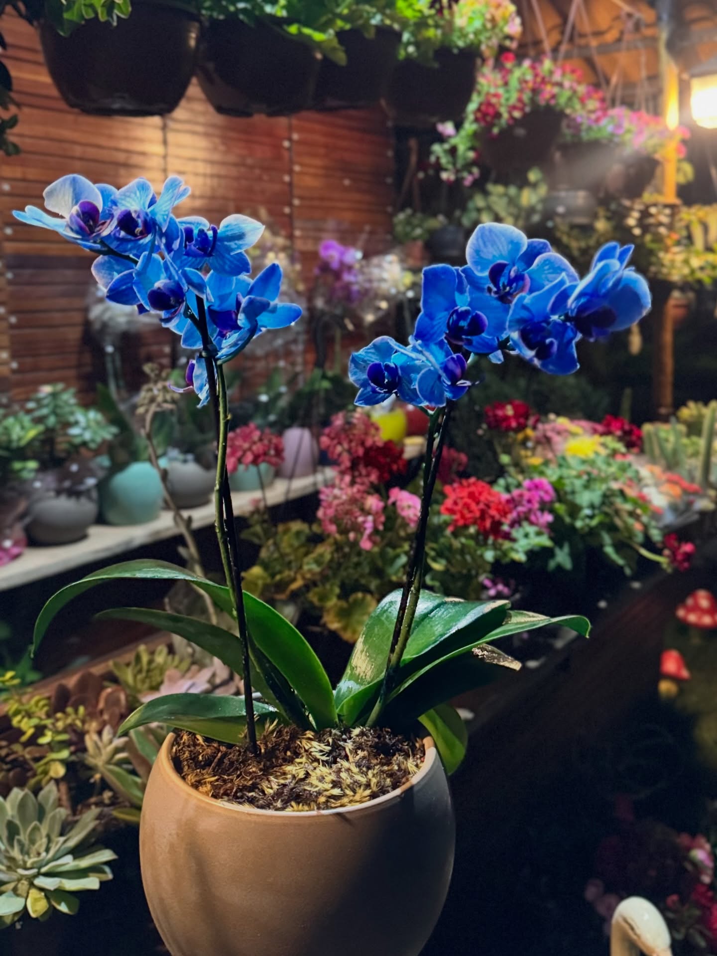 Orquídea azul da Ouro Verde