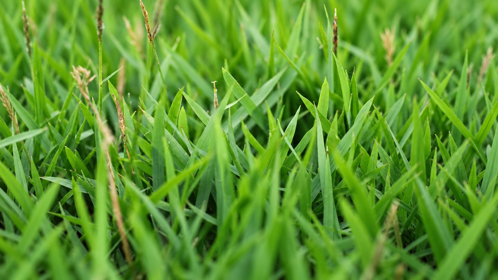 Gramas em uma publicação da Ouro Verde
